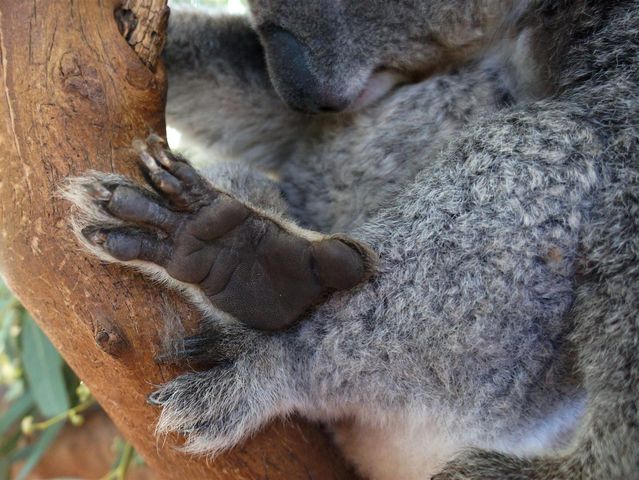 відбитки пальців коали
