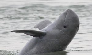 ірвадійський дельфін